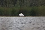 20060523_Roze pelikaan_Oosterschar_3